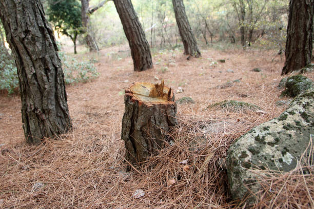 Best Tree Risk Assessment  in Eagle Point, AL