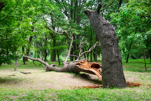 Best Storm Damage Tree Cleanup  in Eagle Point, AL