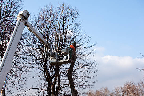 How Our Tree Care Process Works  in  Eagle Point, AL